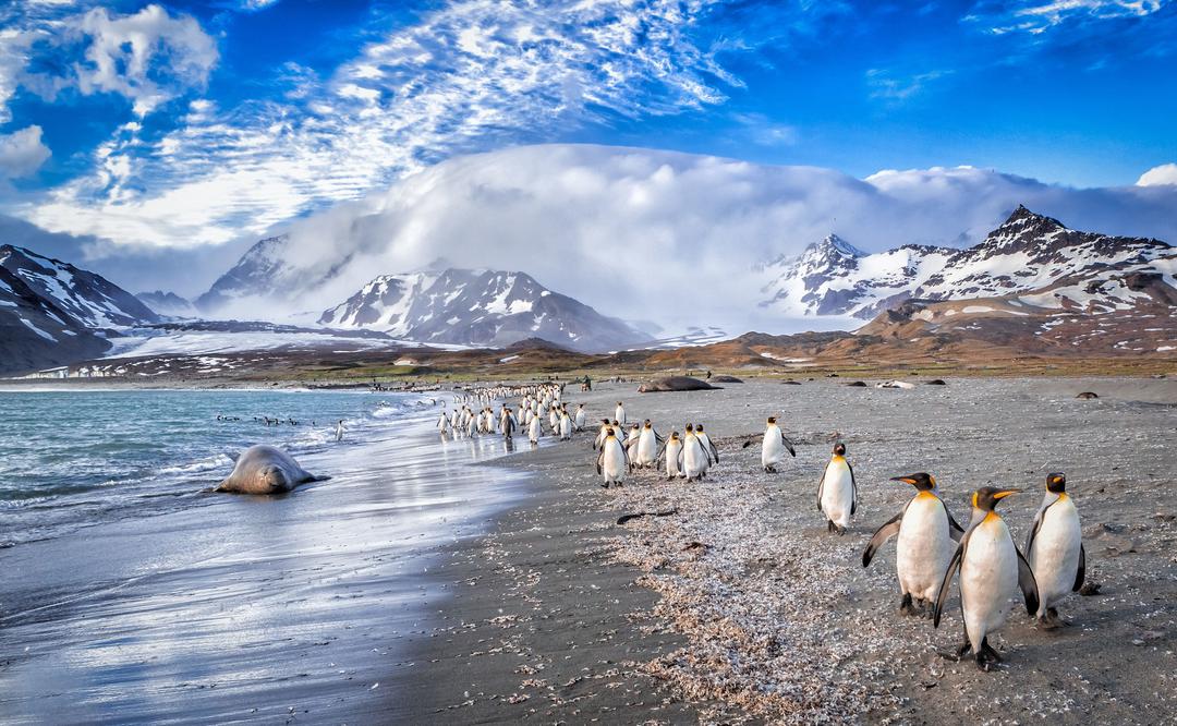 Falkland Islands (Malvinas)